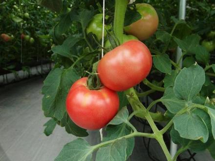 収穫直前のトマトです。